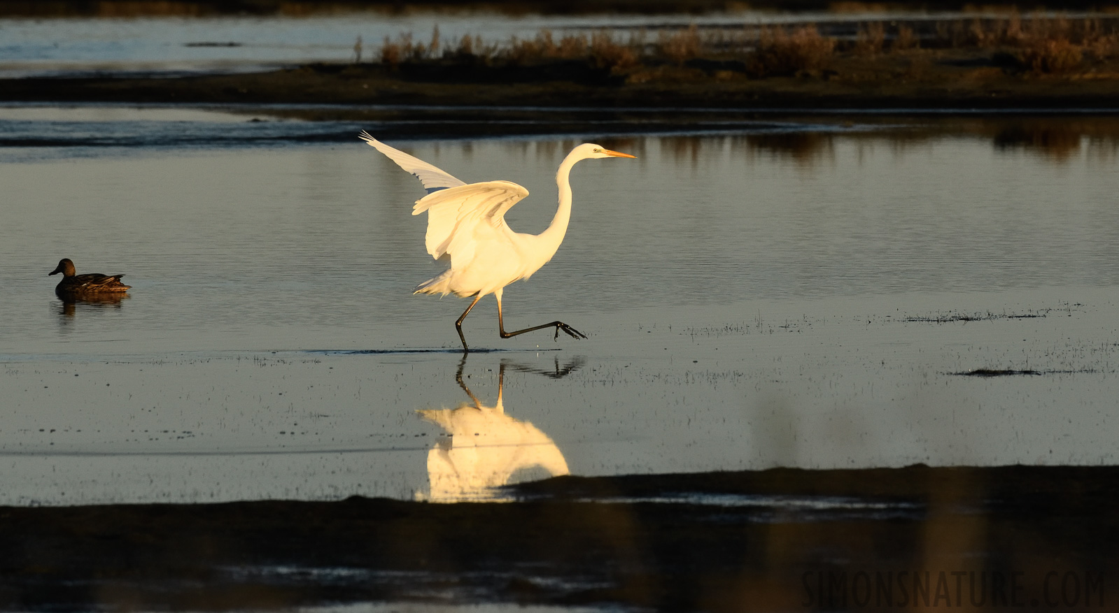 Ardea alba alba [400 mm, 1/1600 Sek. bei f / 10, ISO 1600]